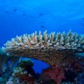 Large piece of white coral in a sea of blue with little fish in the distance. 